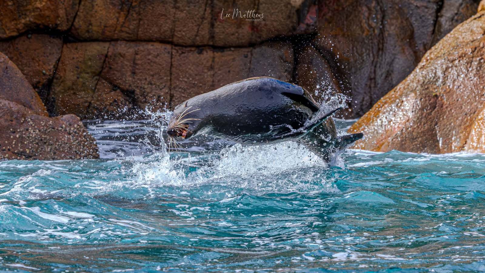 Seal playfully jumping over waves near rocky shore.