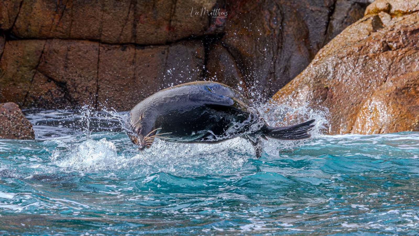 Seal diving into ocean near rocky shore with splashing water