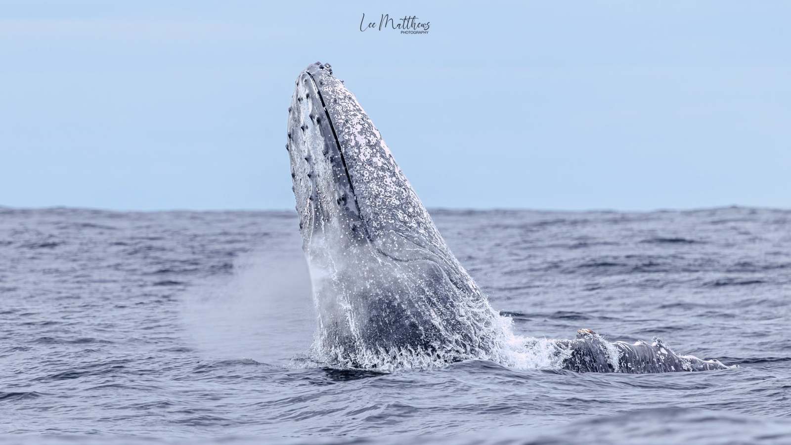 Whale Watching Moonshadow TQC Cruises Port Stephens Lee Matthews