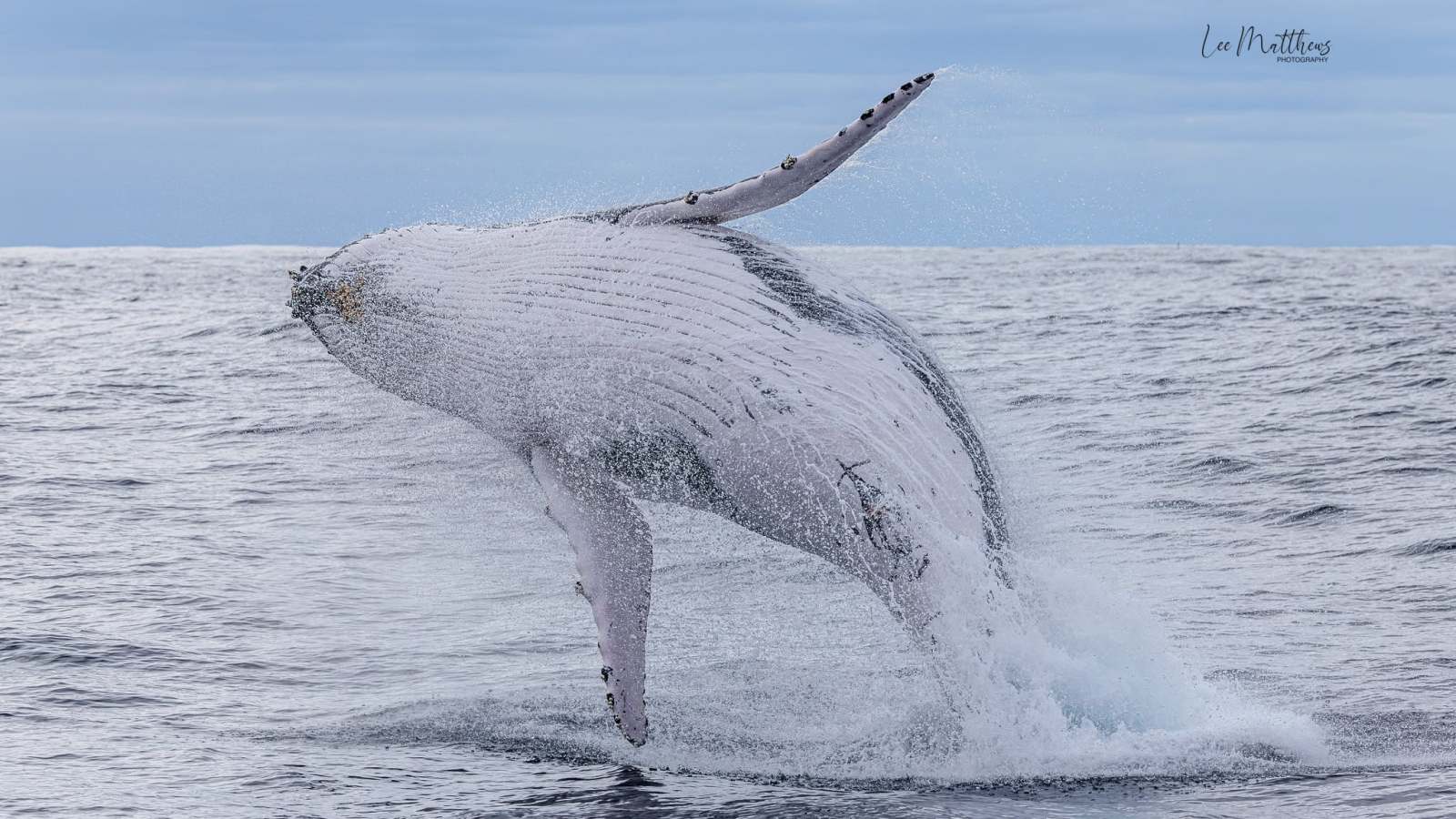 A humpback whale breaching above the ocean surface.