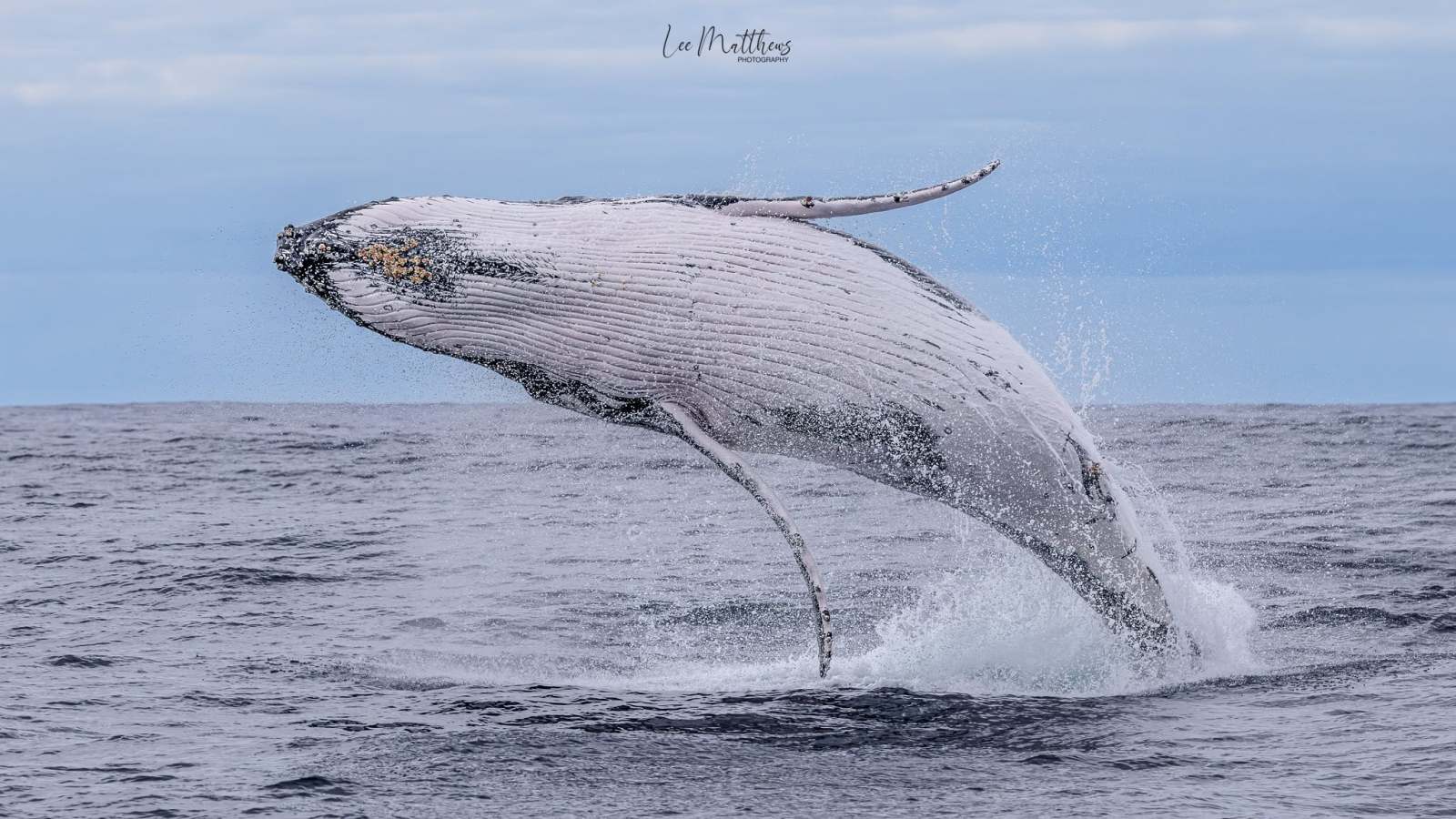 Humpback whale breaching in the ocean against a blue sky.