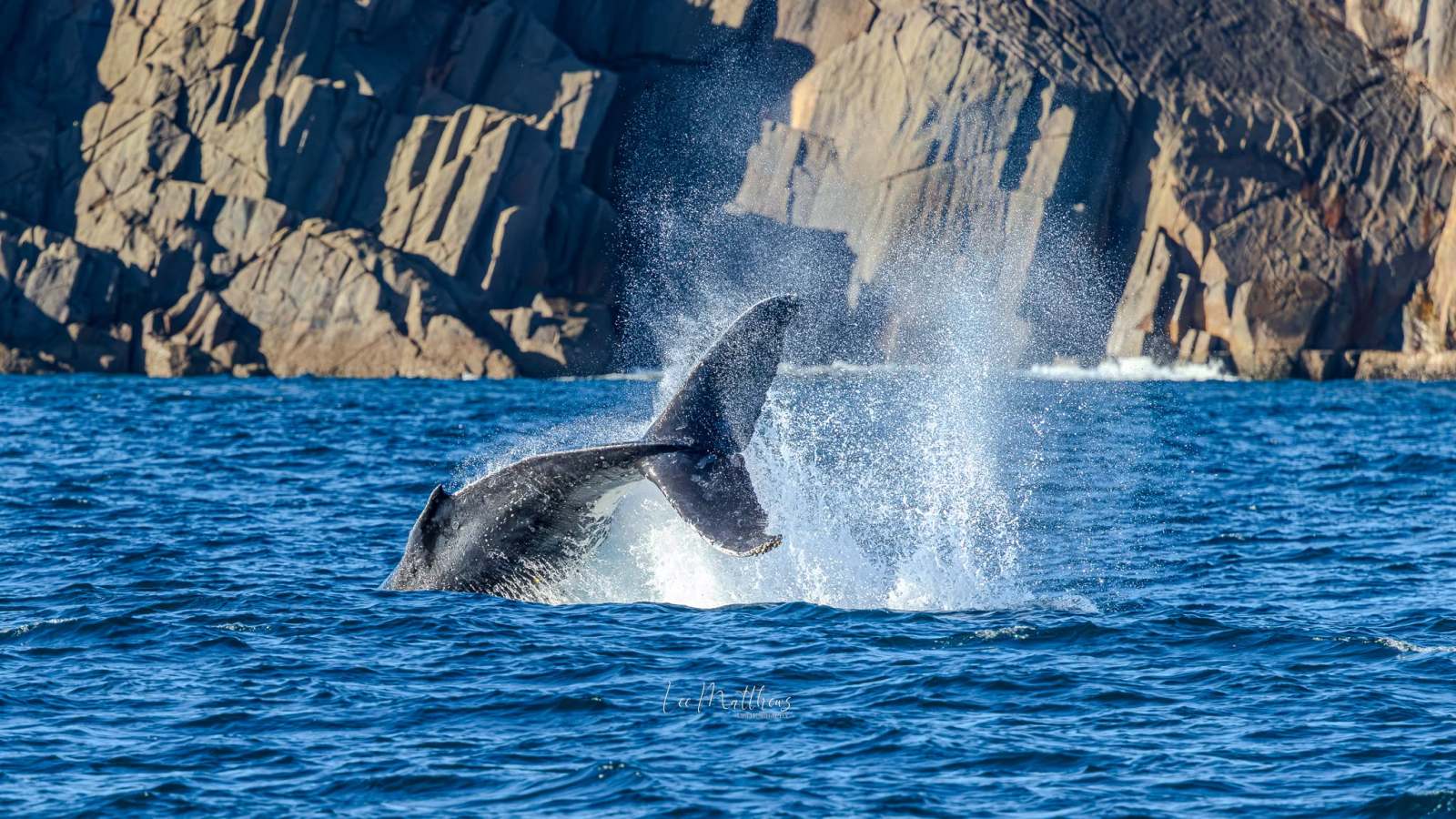 Whale Watching Moonshadow TQC Cruises Port Stephens Lee Matthews