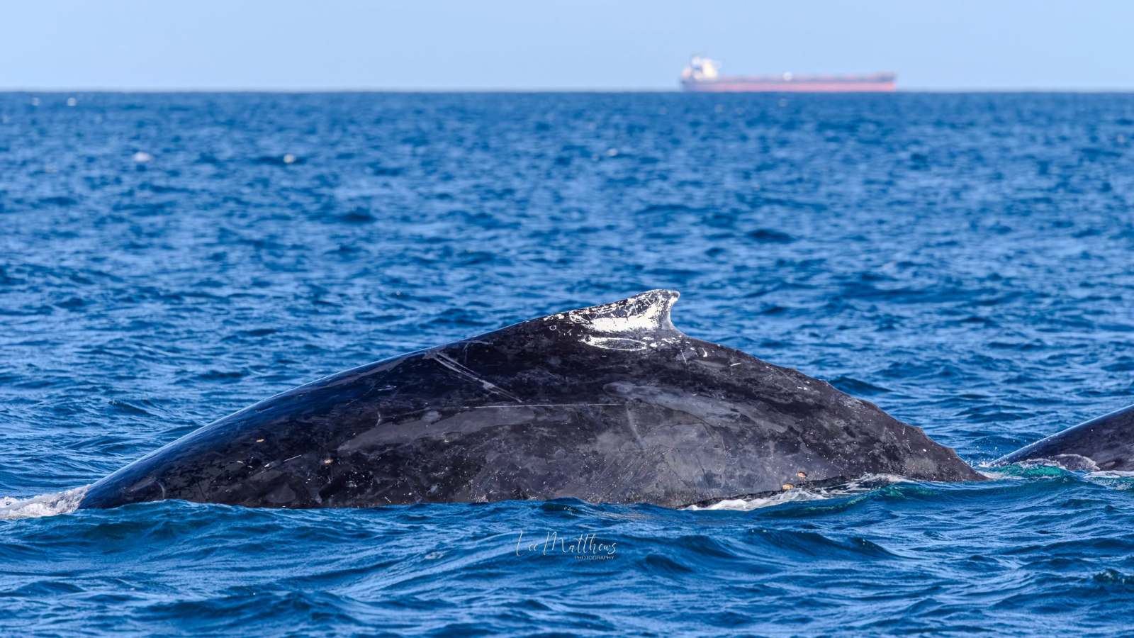 Whale's back in ocean with a ship in the background.