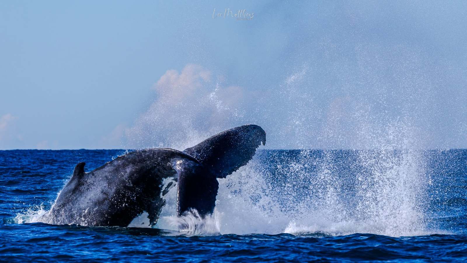 Whale Watching Moonshadow TQC Cruises Port Stephens Lee Matthews