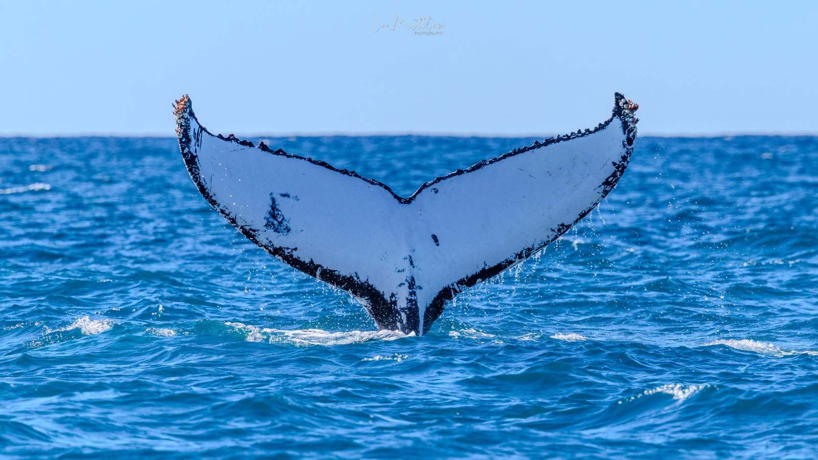 Whale tail above blue ocean water with clear sky.