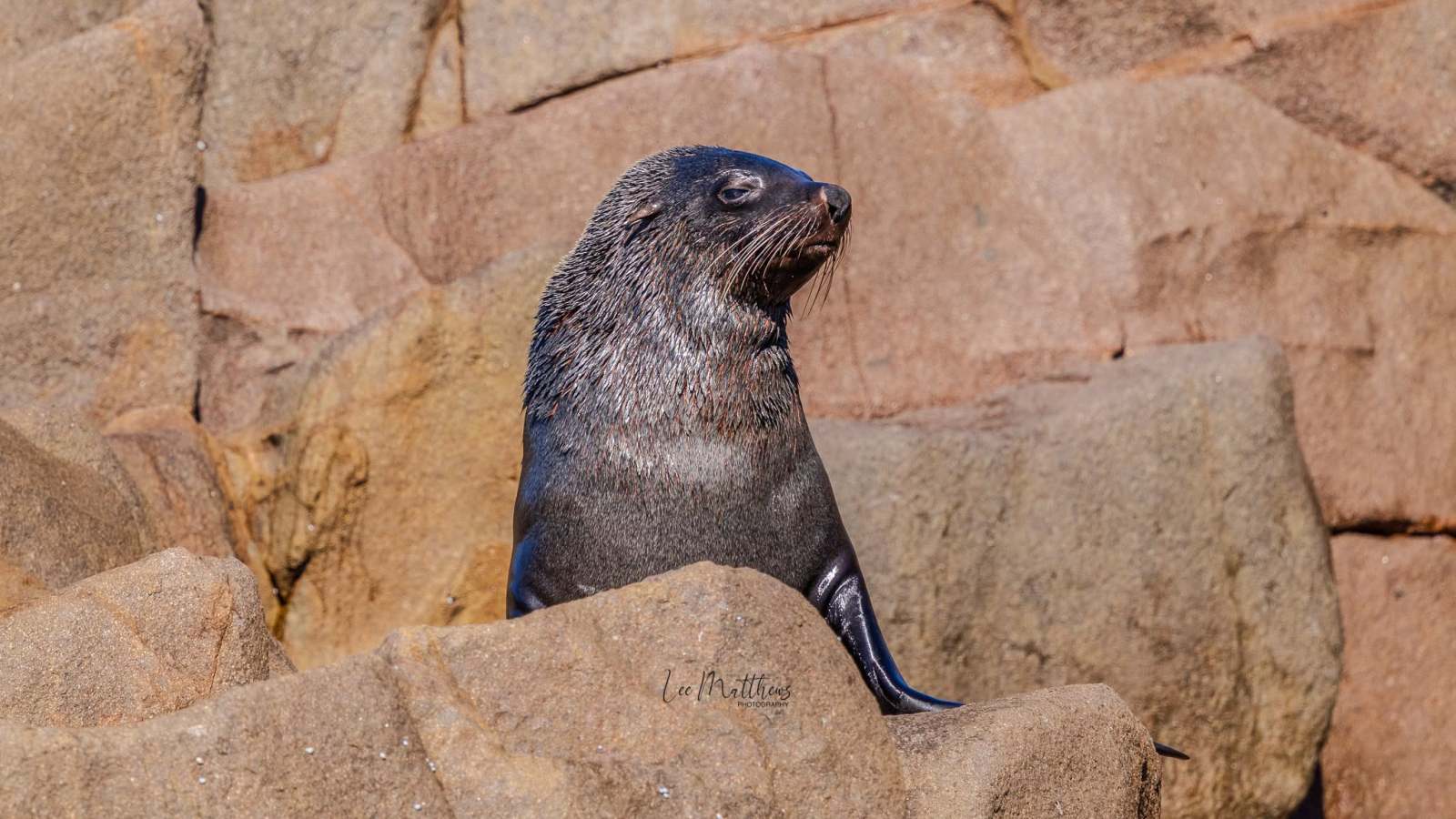 Seal resting on rocky surface, looking alert.