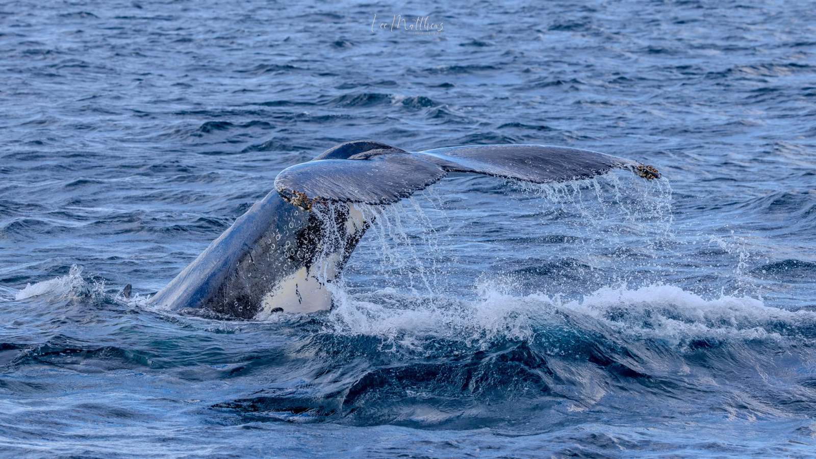 Whale tail emerging from ocean water with waves.