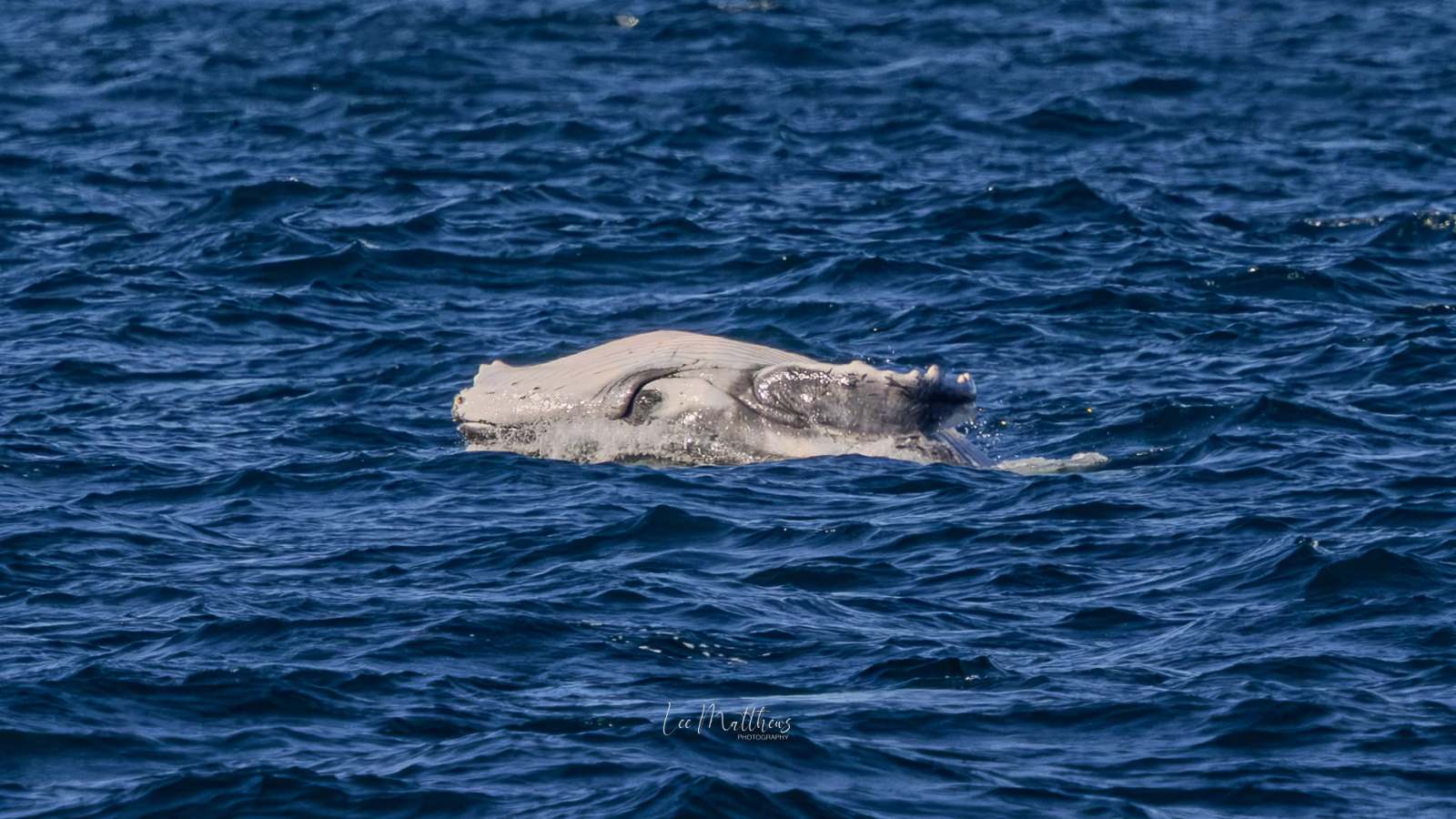 Whale Watching Moonshadow TQC Cruises Port Stephens Lee Matthews
