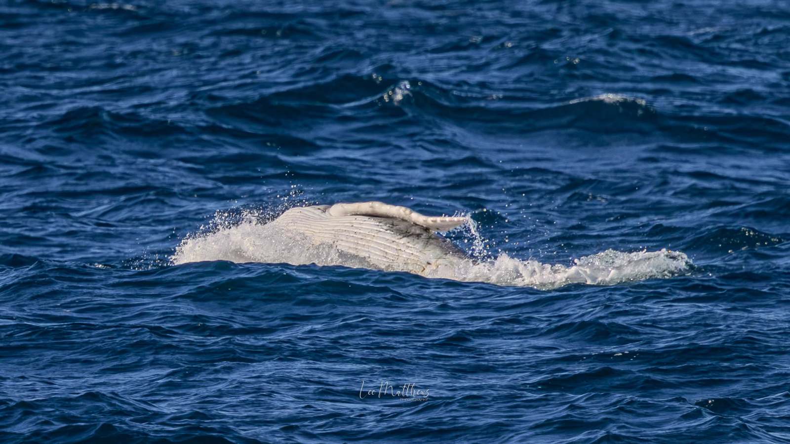White whale surfacing in dark blue ocean waters.