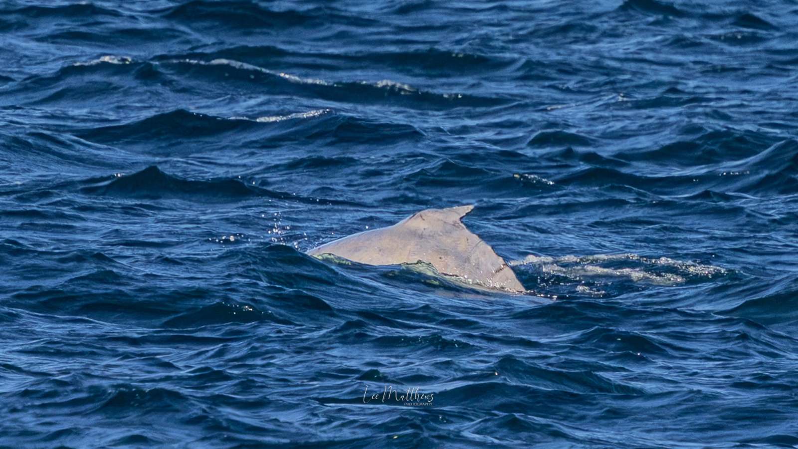 Dorsal fin of a fish or shark visible above the ocean waves.