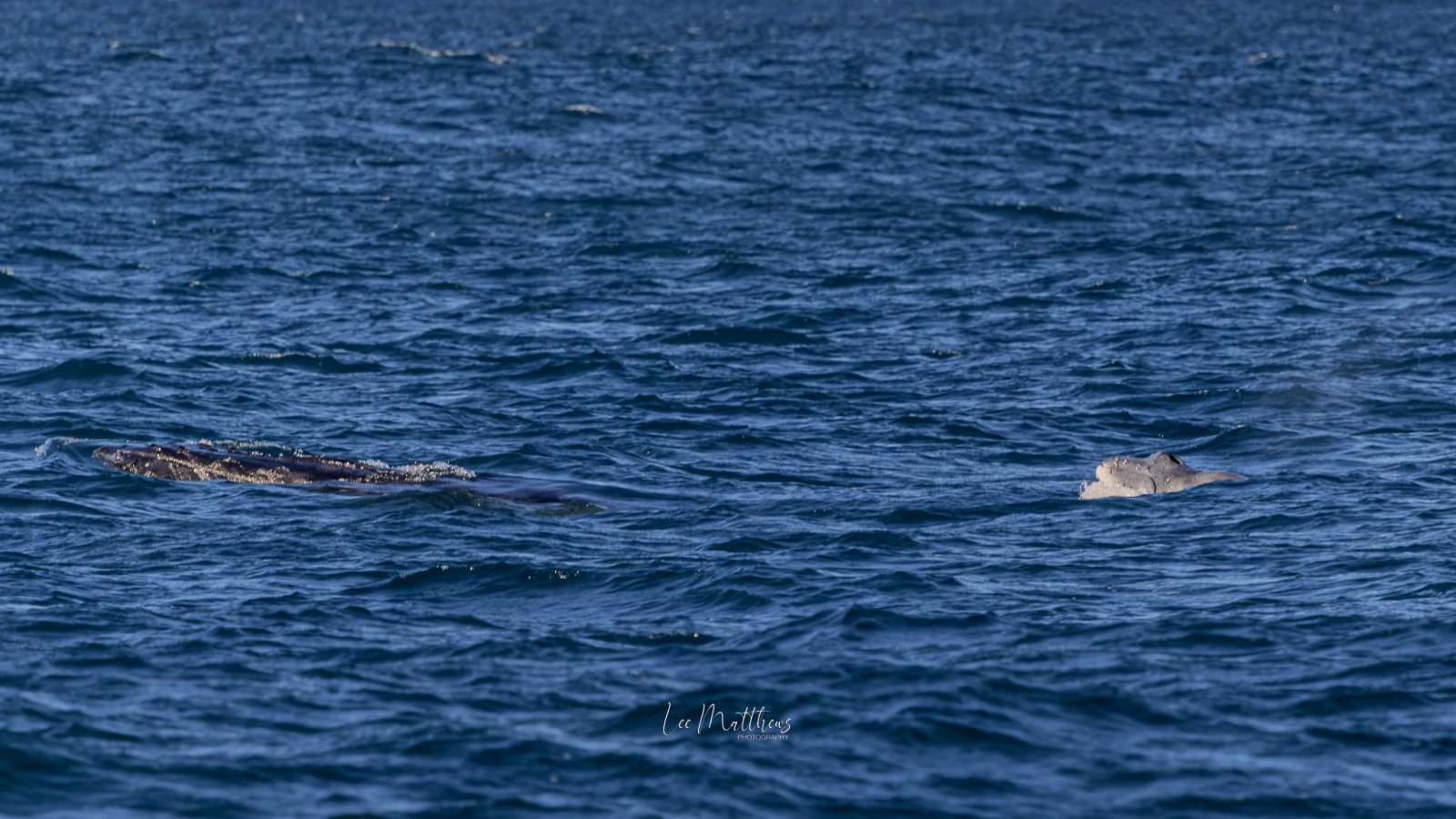 Two humpback whales surfacing in a blue ocean.
