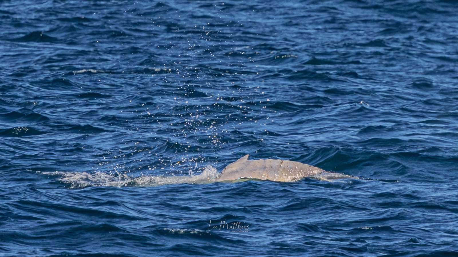 Dolphin partially emerging from ocean water with spray.
