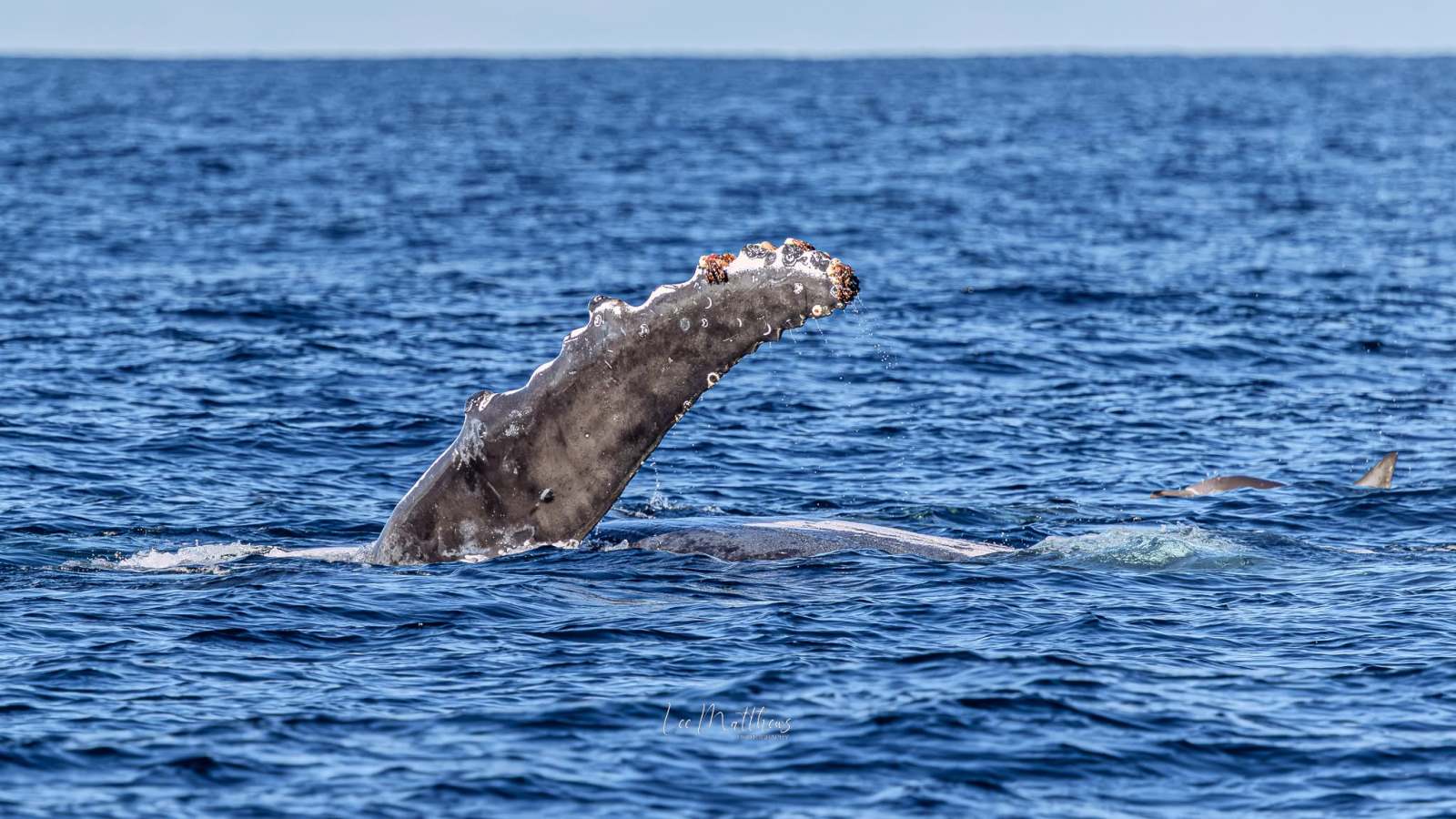 Whale Watching Moonshadow TQC Cruises Port Stephens Lee Matthews