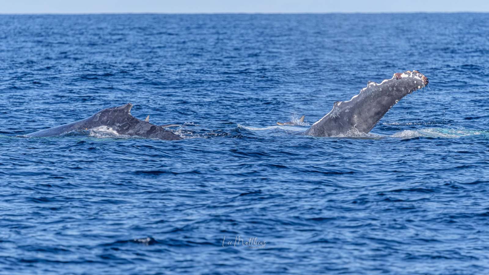 Humpback whale breaching, fin and head visible above ocean surface.