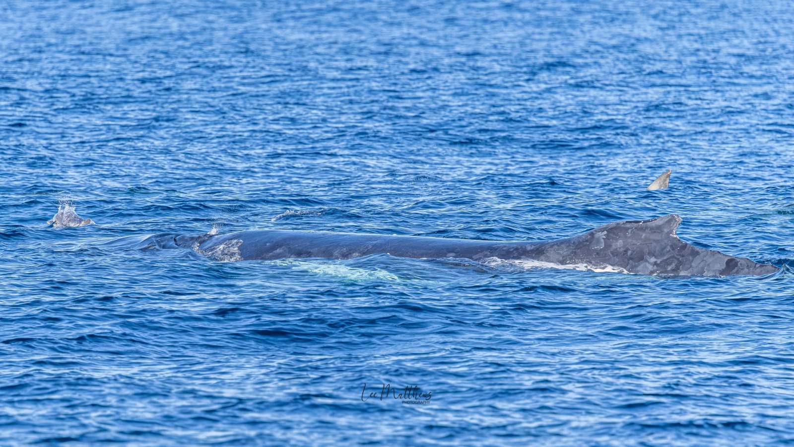 Whale surfacing in blue ocean with dorsal fin visible.