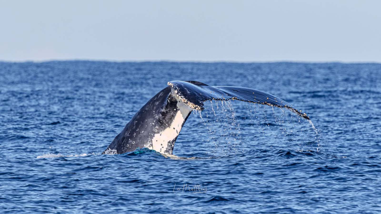 Whale tail above water in the ocean, with splashes and ripples.