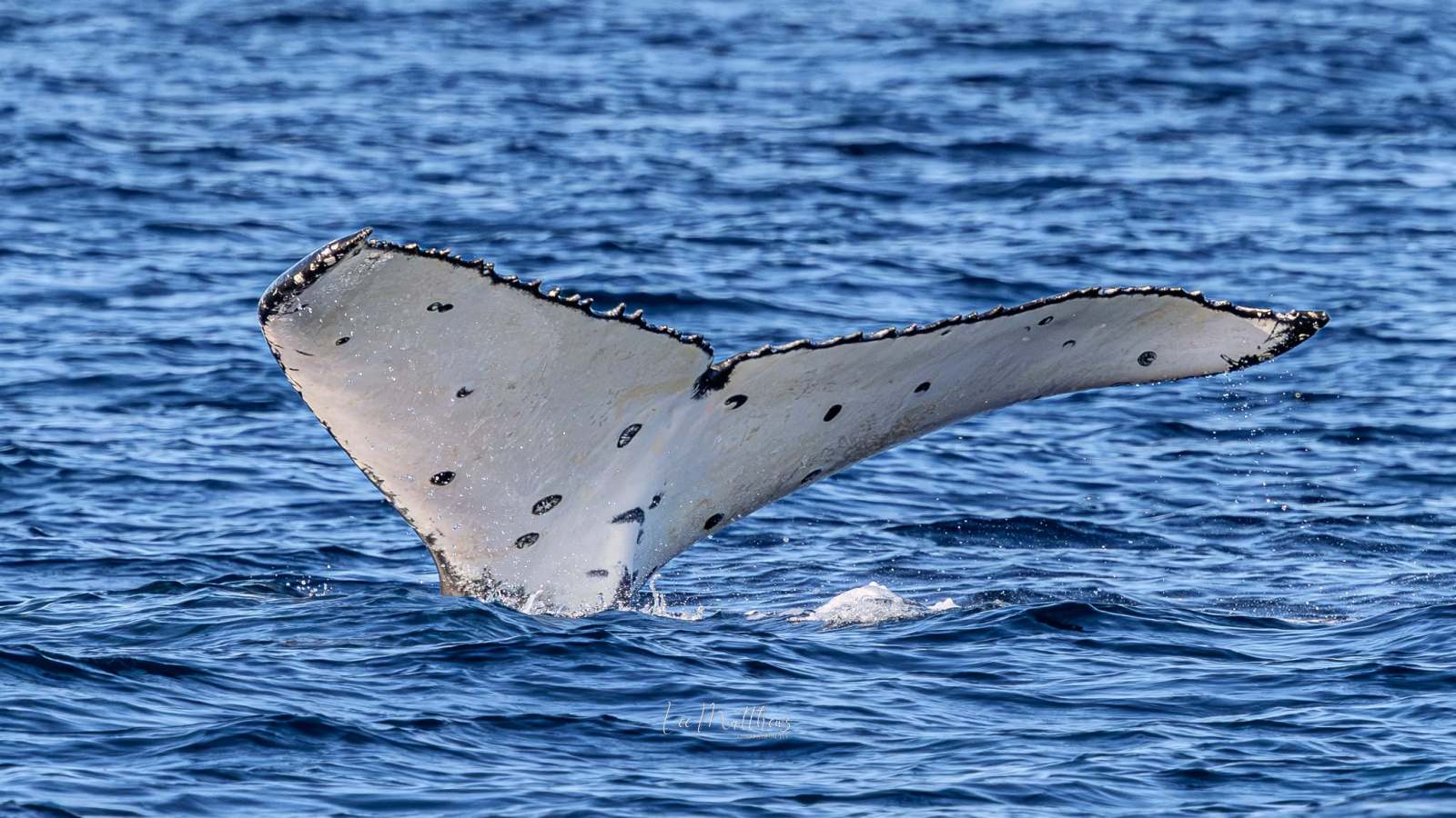 Humpback whale tail above ocean surface