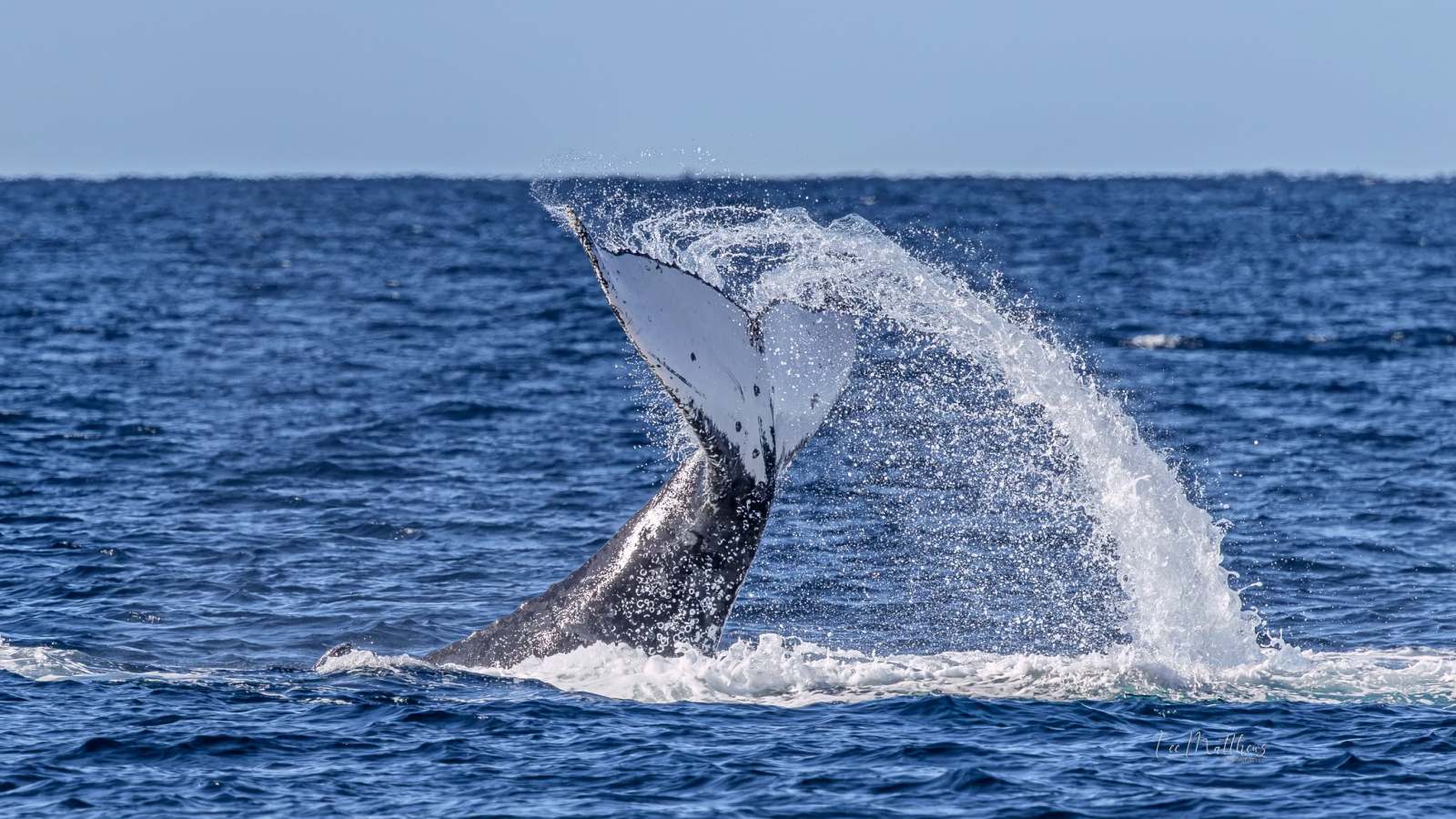 Whale tail splashing water in the ocean.