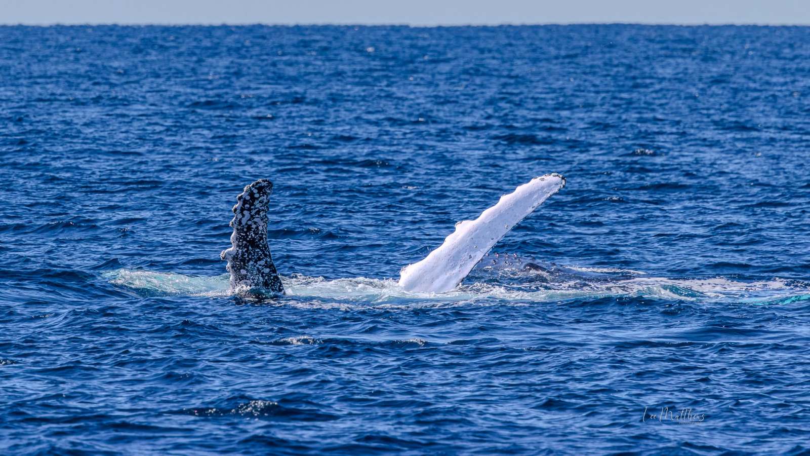 Whale fins surfacing above the ocean water on a clear day.