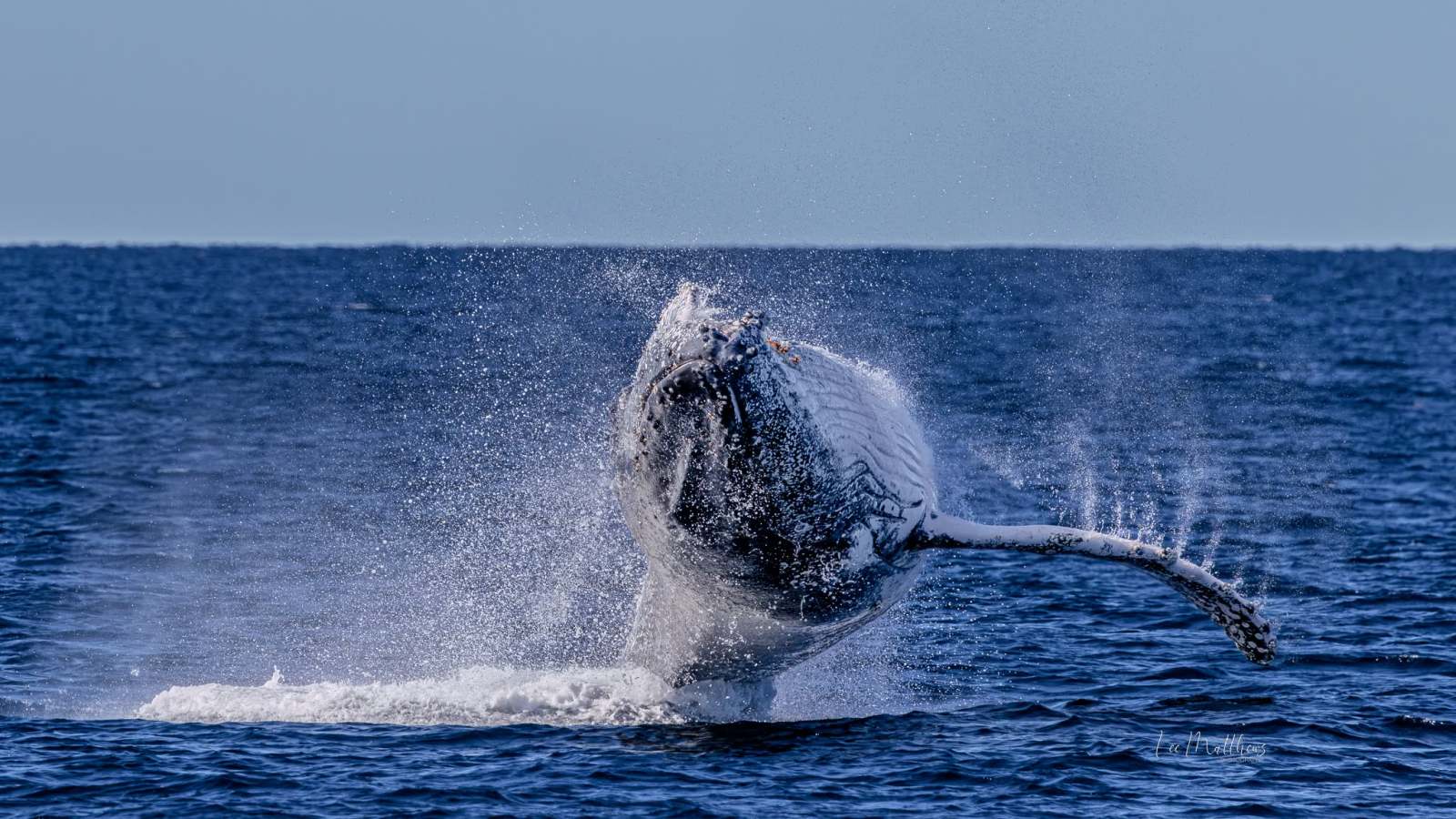 Whale breaching out of water with splash in ocean.