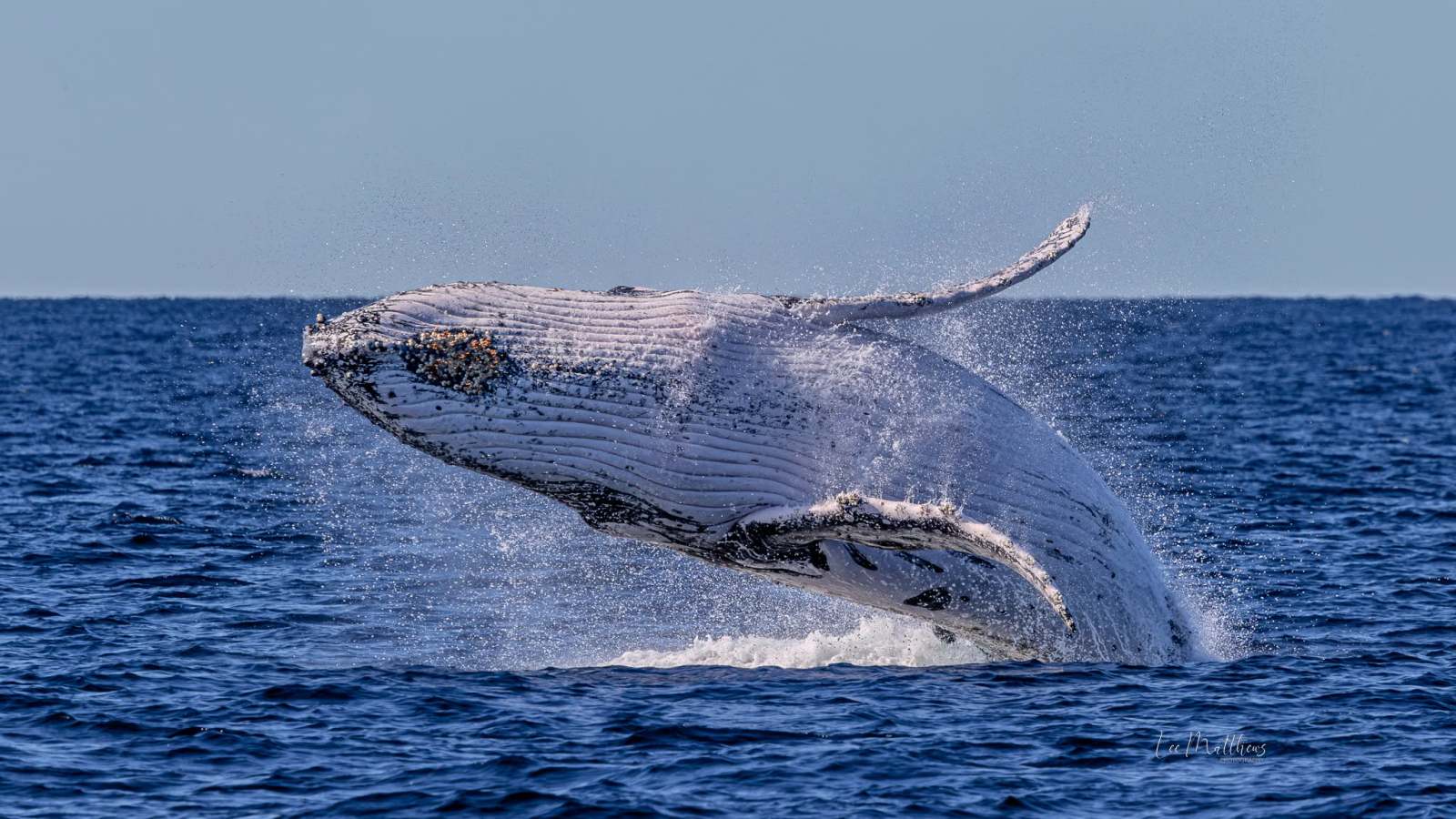 Whale Watching Moonshadow TQC Cruises Port Stephens Lee Matthews
