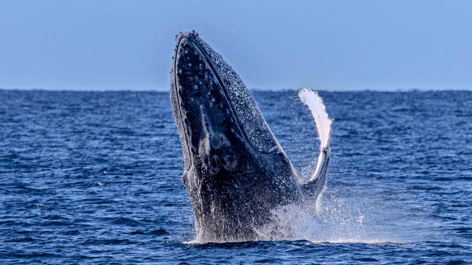 Whale breaching out of the ocean against a clear blue sky.