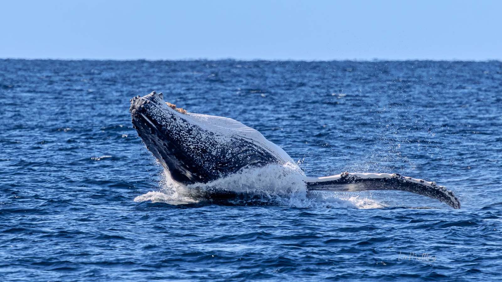 Humpback whale breaching the ocean surface on a clear day.