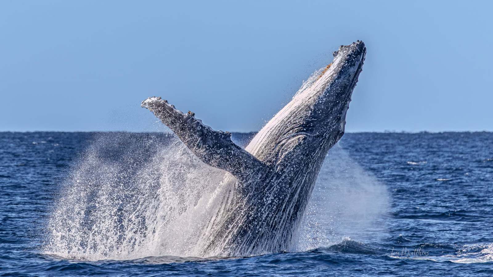 Whale Watching Moonshadow TQC Cruises Port Stephens Lee Matthews