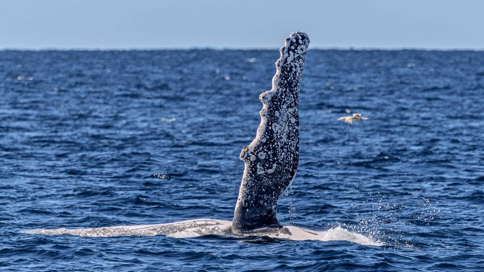 Whale fin emerging from ocean water under a clear sky.