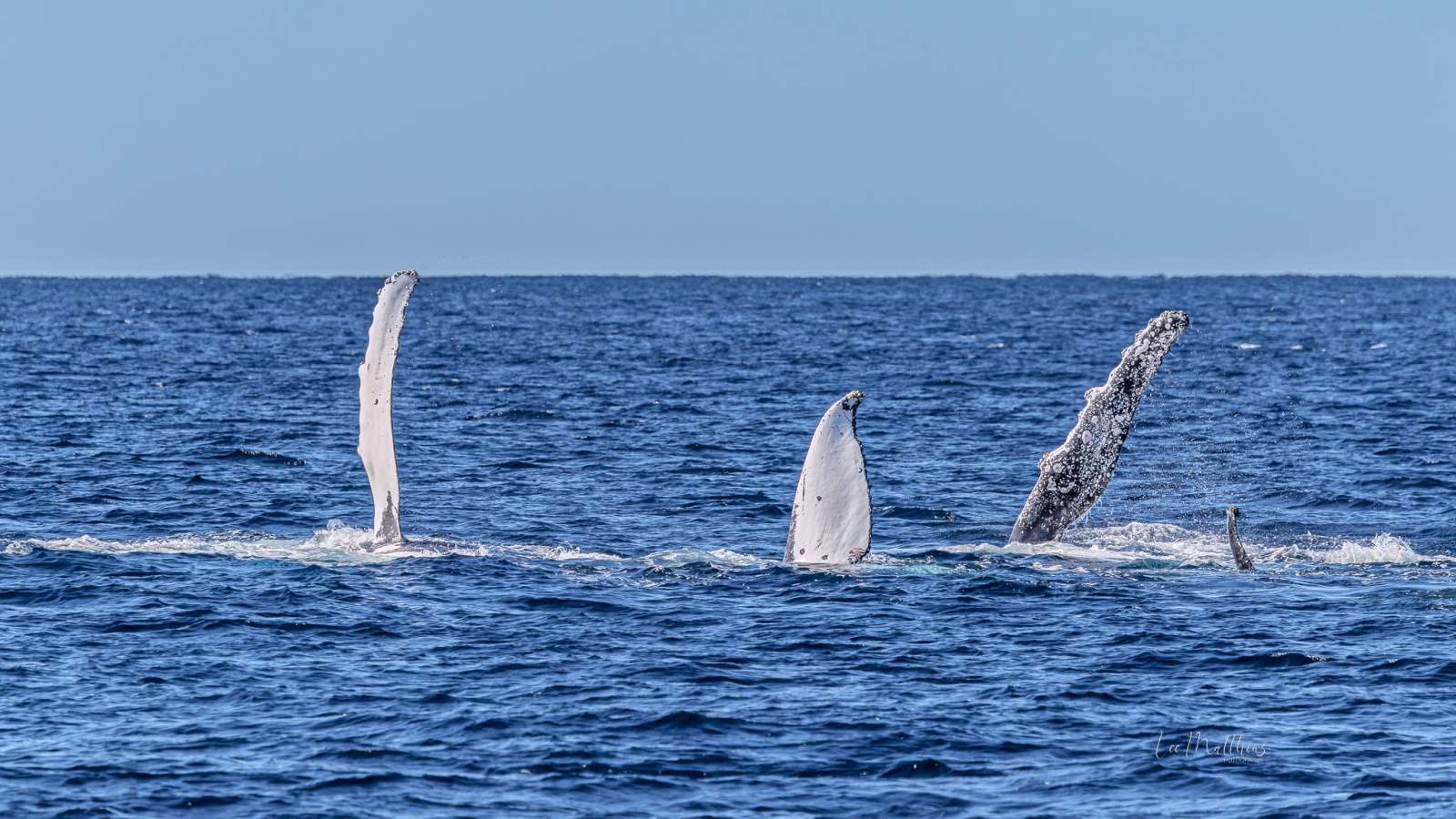 Three whale fins rising above the ocean surface on a clear day.
