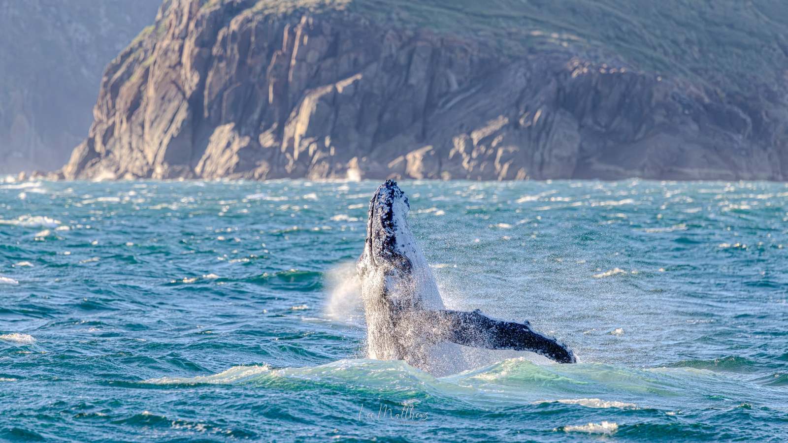Whale Watching Moonshadow TQC Cruises Port Stephens Lee Matthews