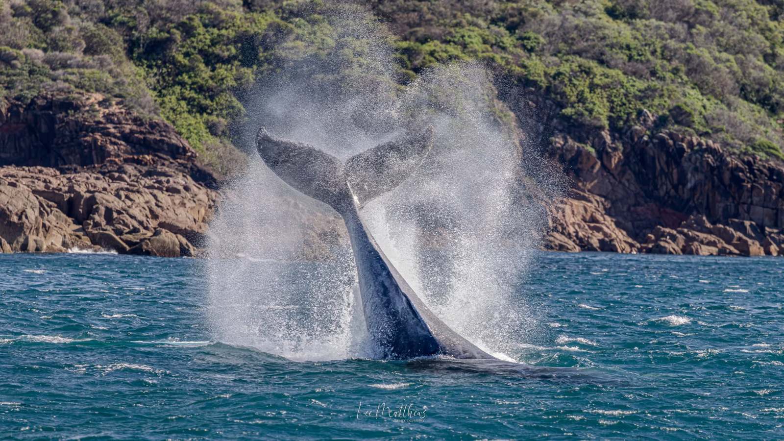 Whale tail splashing water near rocky coastline.