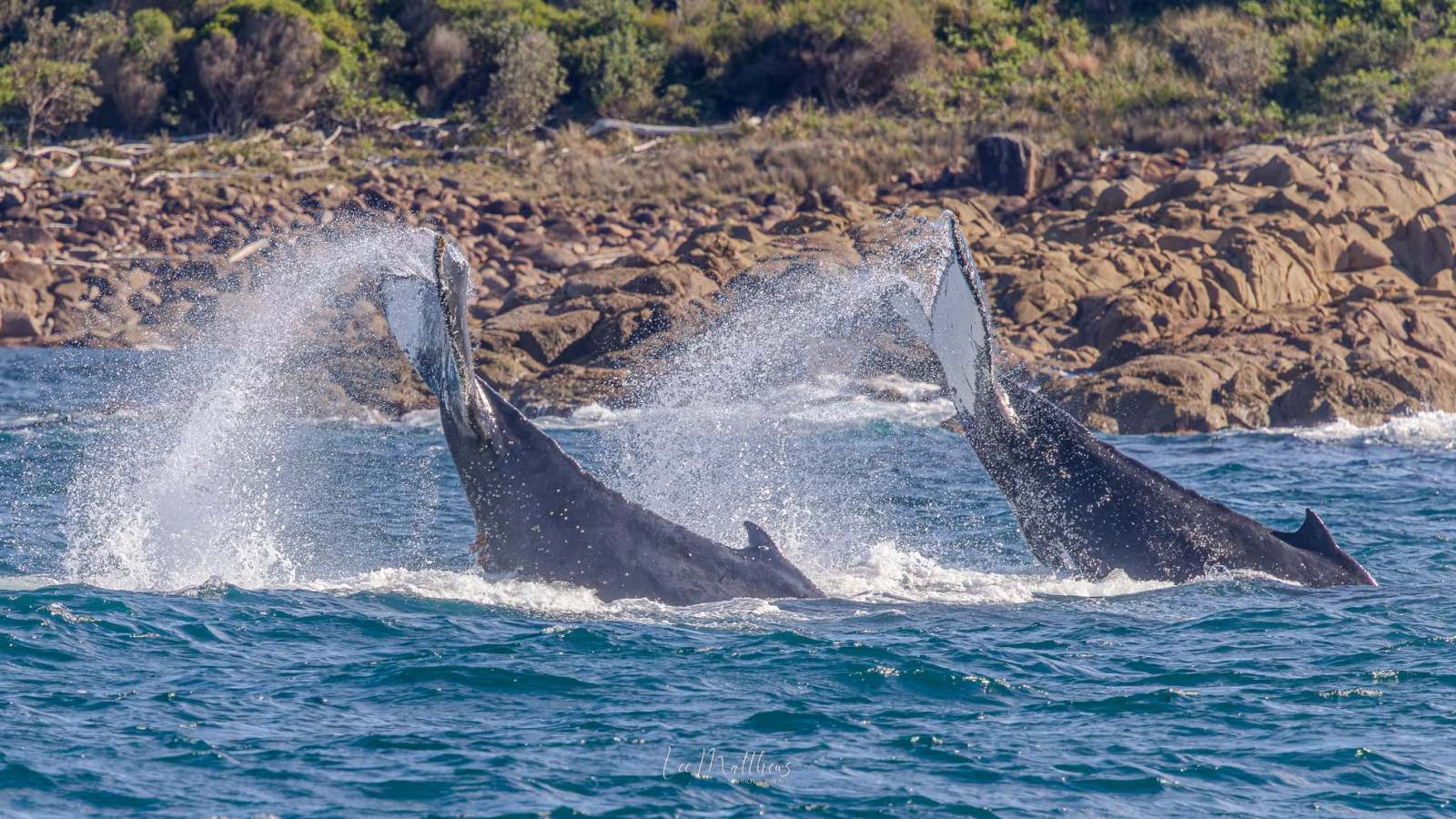 Two whales splashing their tails in the water near a rocky shore.