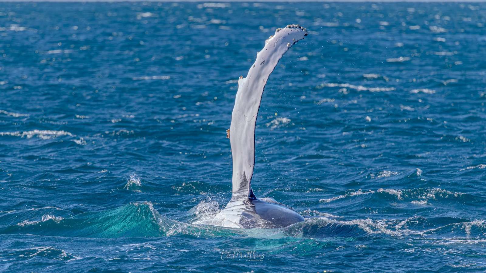 Humpback whale fin raised above ocean surface.