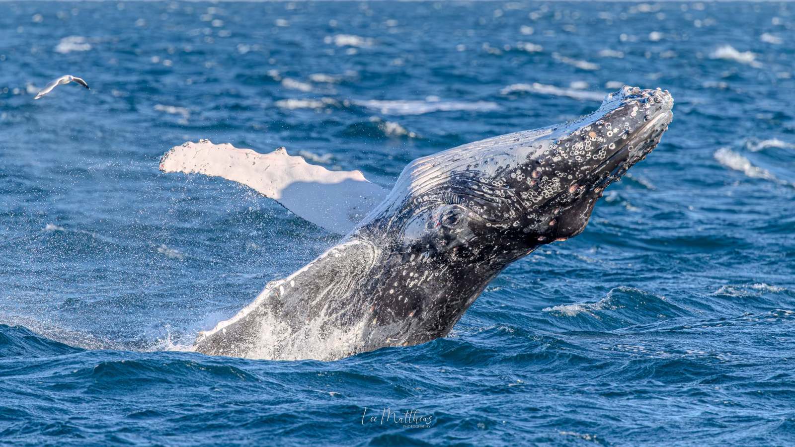 Humpback whale breaching the water with mouth open.