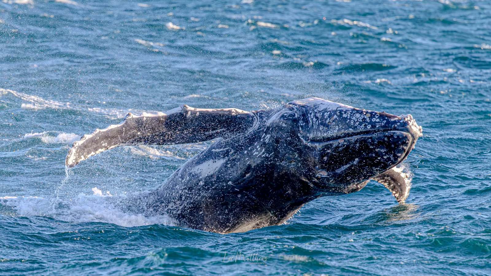 A whale breaching the ocean surface with water splashing around.