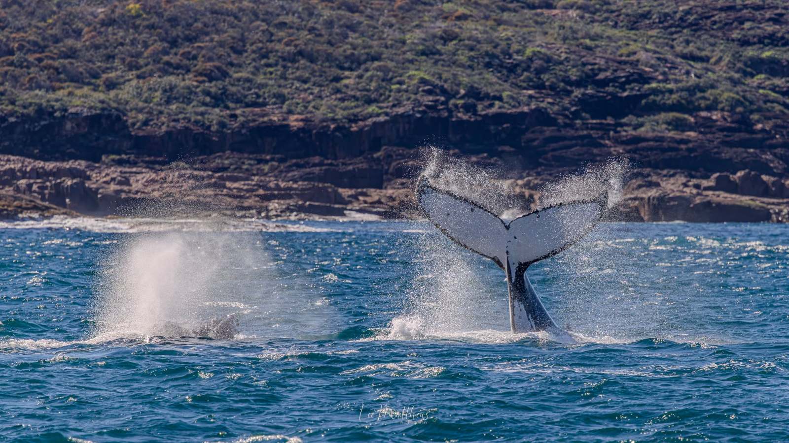 Two whales surfacing near a rocky shore, one with tail above water.