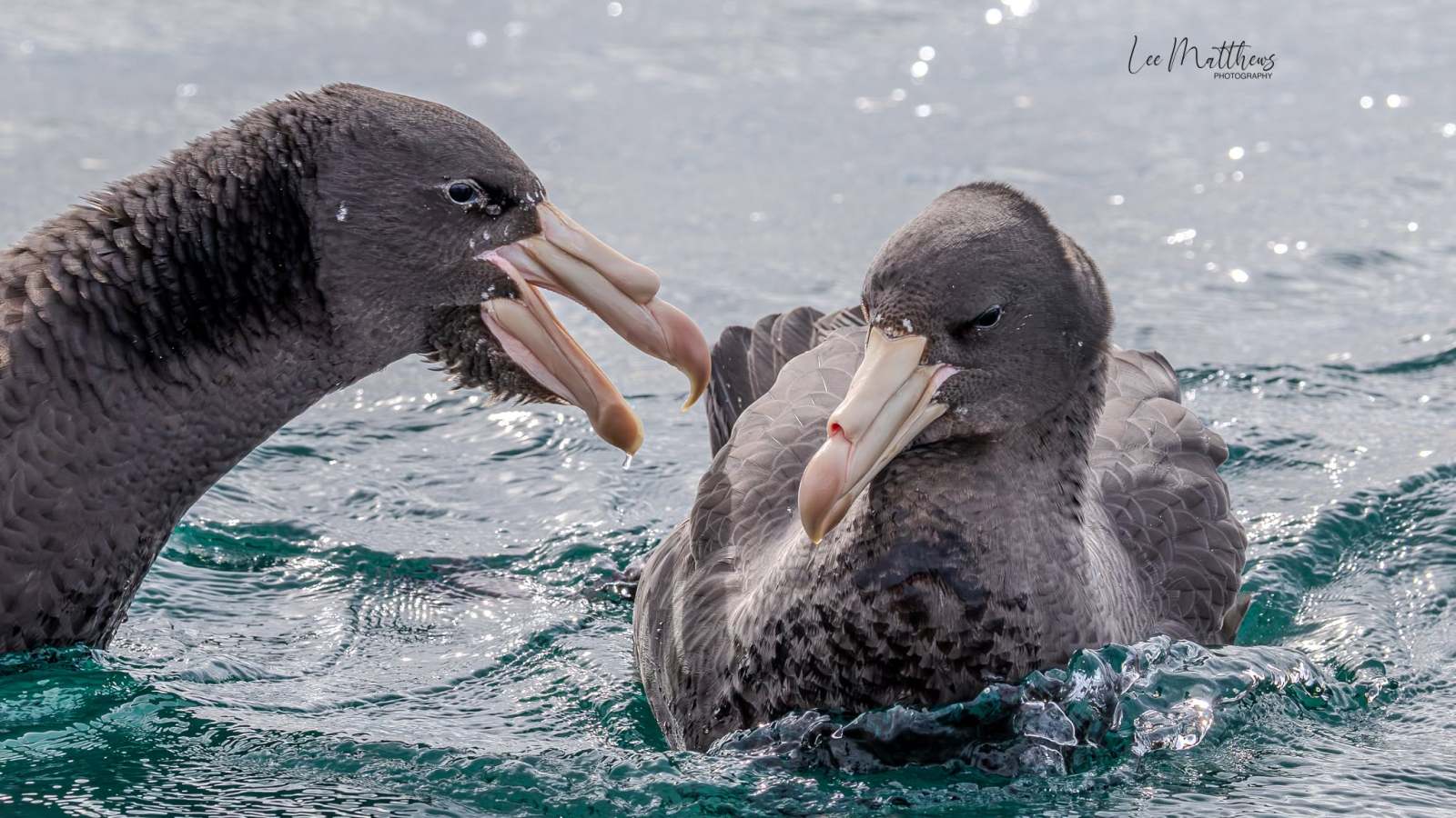 Two large seabirds on water interacting with open beaks.