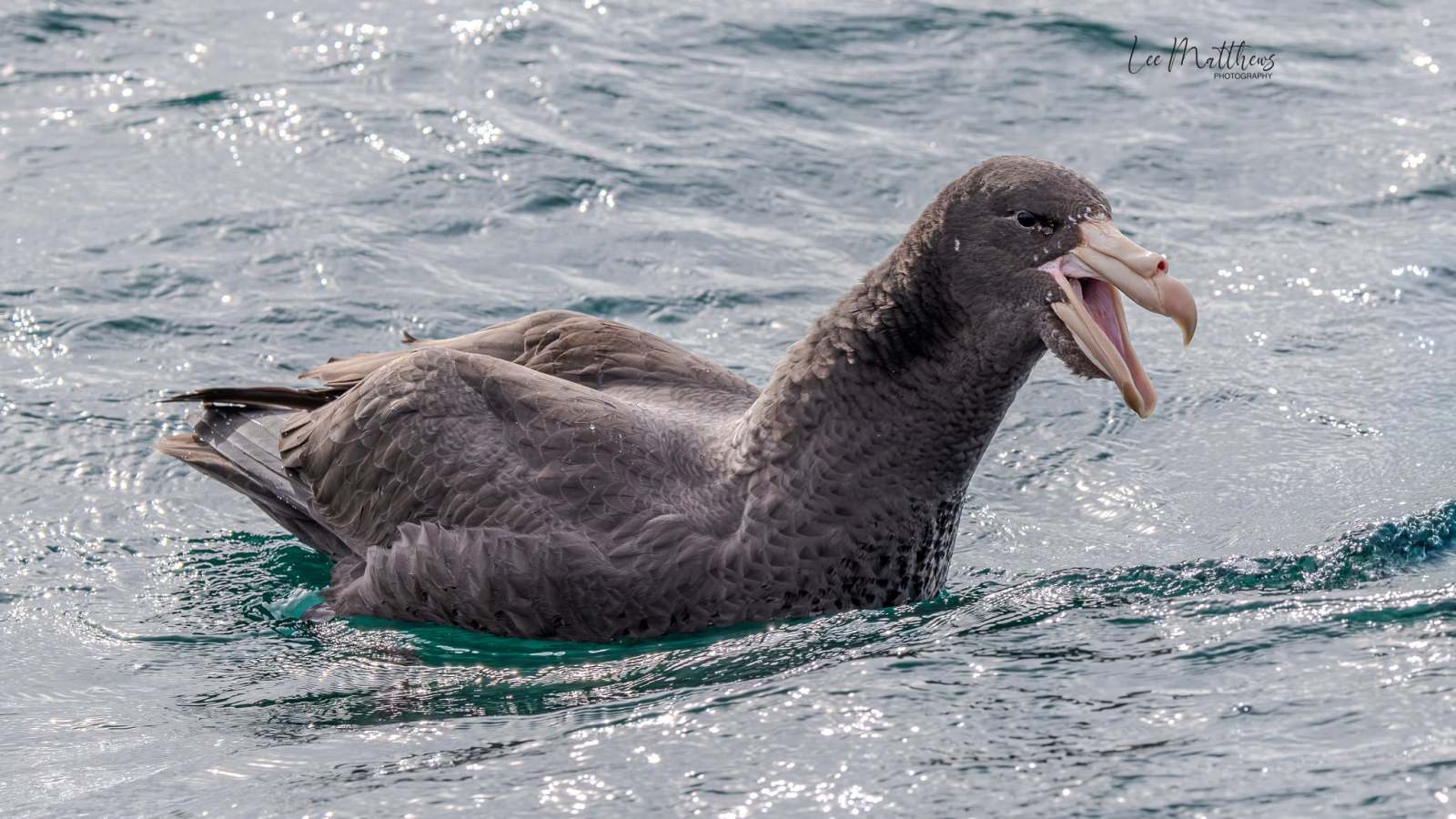 Large brown seabird floating on wavy water with an open beak.