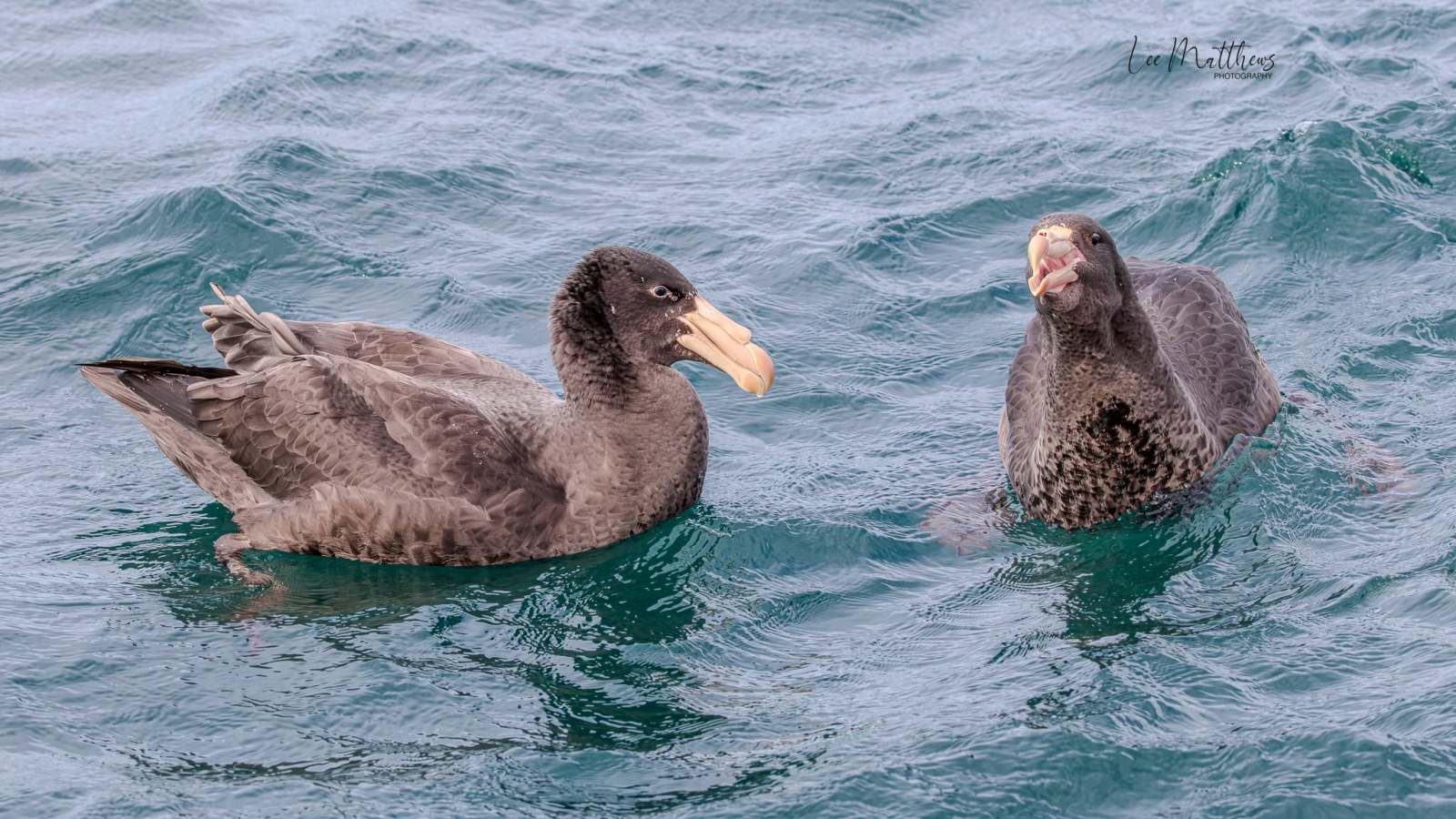 Two large seabirds with hooked beaks floating on the ocean.
