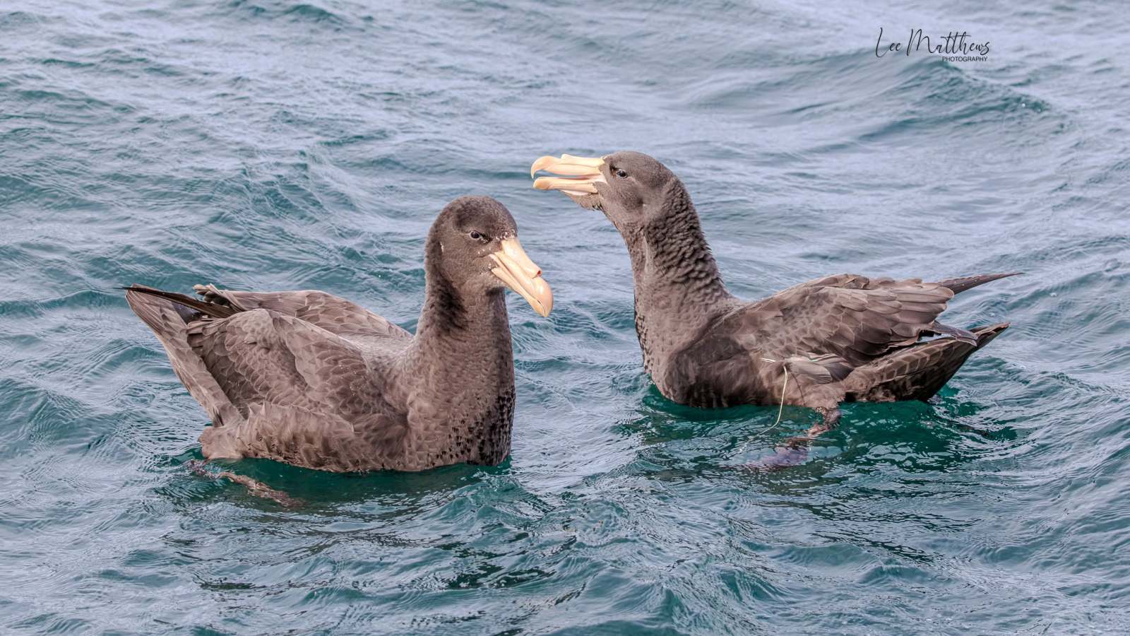 Two large seabirds with pale beaks floating on the water.