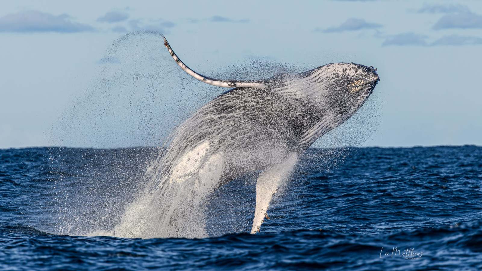 Whale Watching Moonshadow TQC Cruises Port Stephens Lee Matthews