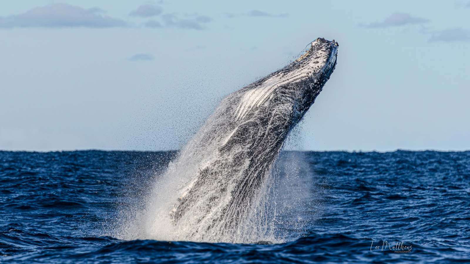 Whale breaching in the ocean against blue sky.