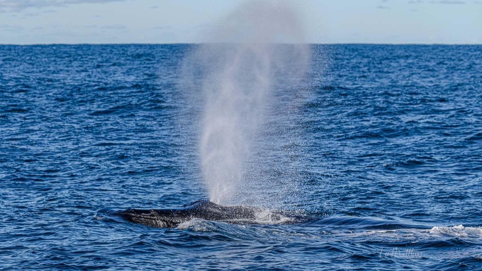 Whale surfacing in ocean, spouting water.