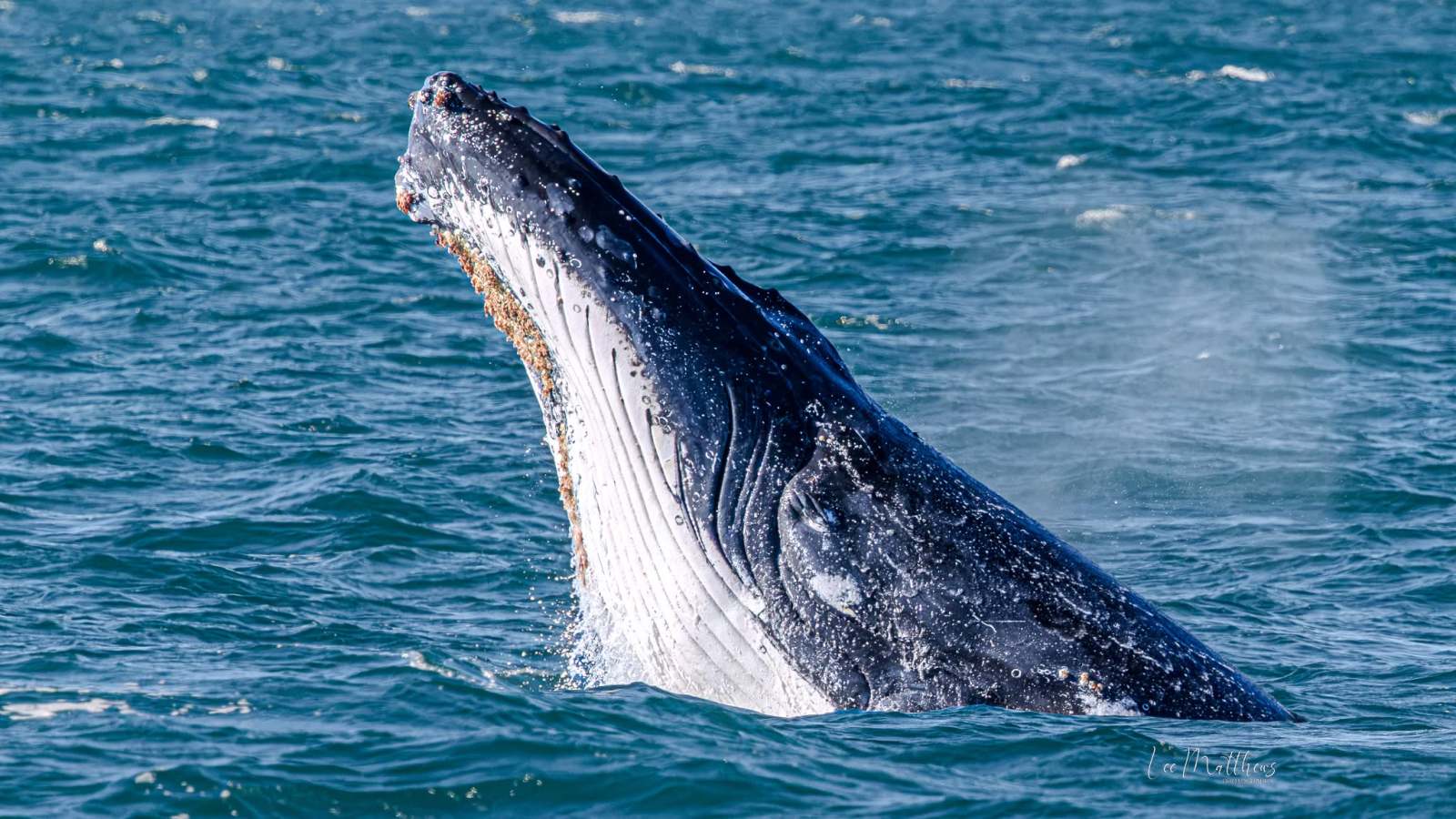 A humpback whale breaching the water's surface in the ocean.