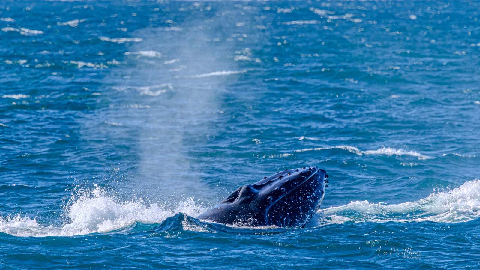 Humpback whale surfacing and blowing water in the ocean.
