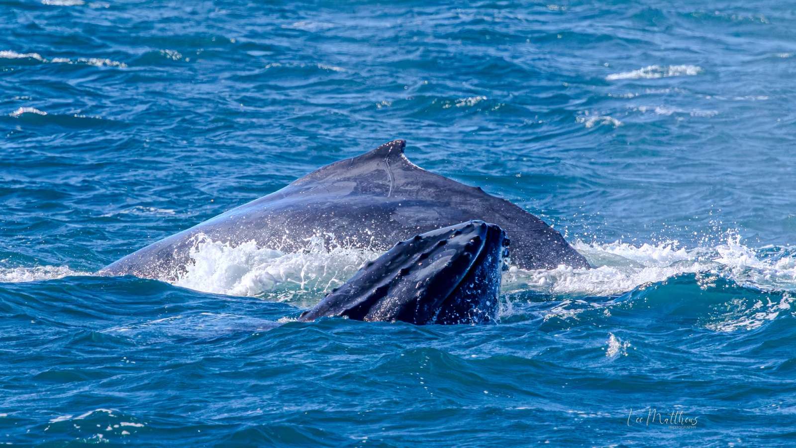 Humpback whale breaching in blue ocean waves.