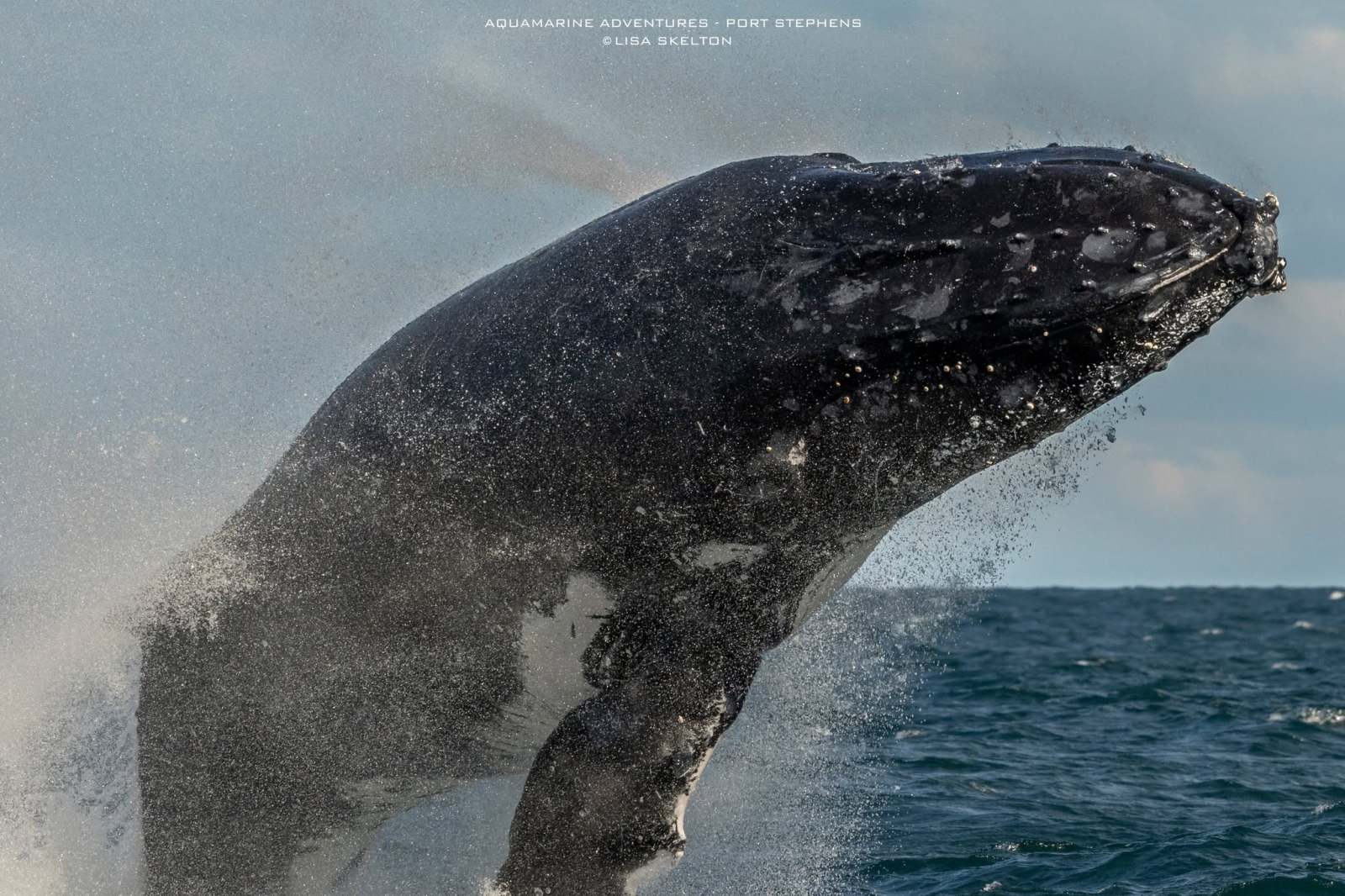 Whale Watching Moonshadow TQC Cruises Port Stephens Lisa Skelton