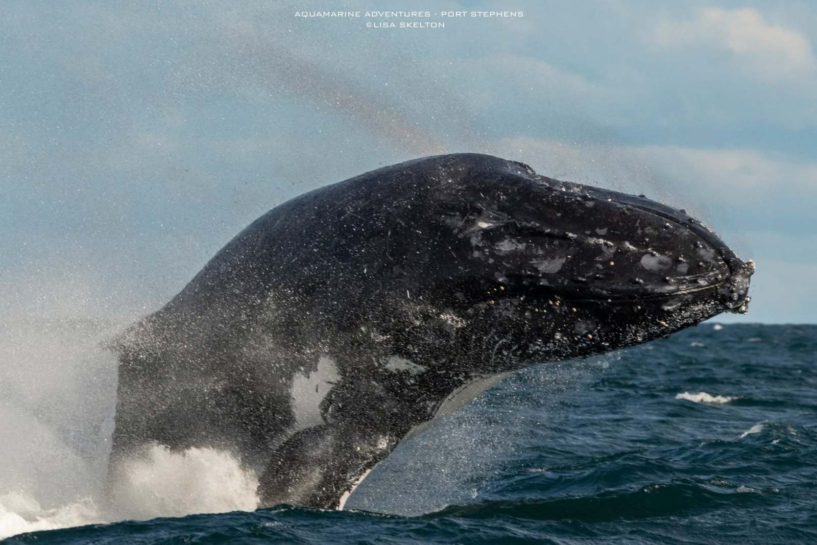 A humpback whale breaching out of the ocean with water splashing.