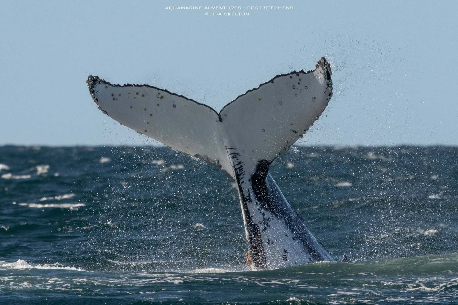 Whale tail emerging from ocean water with splashes around.
